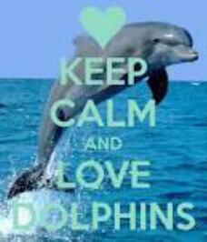 Hillaryleslie18's tweet photo. Just keep calm and ♥ dolphins http://t.co/BaTW4ePZNY