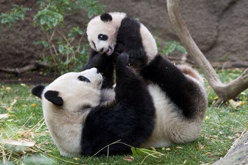 Playtime 🐼