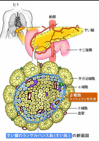 ট ইট র ゴロ 解剖生理イラスト 膵臓のランゲルハンス島の 外分泌腺と内分泌腺の構造を 一度 目にしておくと 働きが記憶に残りやすいよ T Co Nzdboslirt