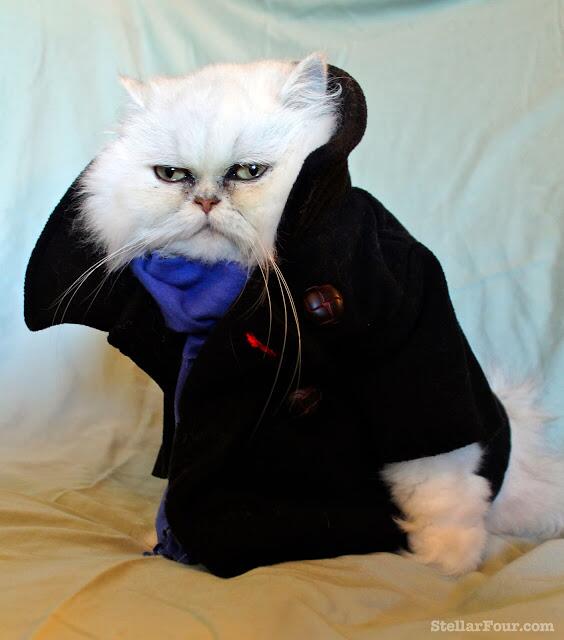 SusanCalman's tweet photo. Searched for "cat dressed as Benedict Cumberbatch". I should know by now not to doubt the internet. http://t.co/bUtQqVvI2V