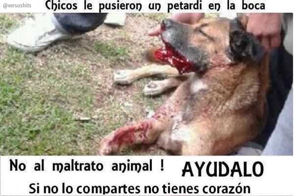 versoshits's tweet photo. Unos Hijos de la Gran puta le pusieron un petardo en la boca a esta indefensa criatura, creyendo que era divertido
RT http://t.co/orpcbxtTkF