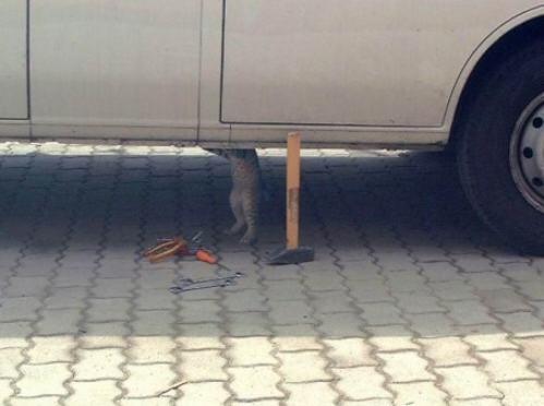 NashAutoGroup's tweet image. Caption Contest - who's got the best caption for this?