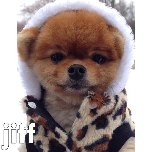 フロントロウ編集部 Twitter वर おすすめアカウント ポメラニアンのジフ君 Jiffpom Http T Co Bkn1msiiwh Http T Co Ik1m6zz3fa