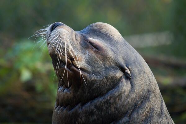 Ouwehand_Zoo's tweet photo. Helaas hebben we vandaag in OuwehandsZoo afscheid moeten nemen van de 31-jarige zeeleeuw Joop. http://t.co/LeEsWcQYWR http://t.co/Sy5pgspvWR