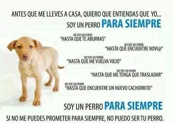 AnimalPlanetPic's tweet photo. Antes de llevar un perro a casa, recuerda que es para siempre... http://t.co/yNsVi9QNSr
