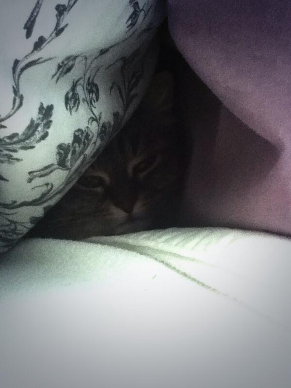 ThatRiderWho's tweet photo. My kitty squeezed herself between two pillows, she's hunkering down for the snow-pocalypse too #cutie http://t.co/AEtWmOAAj6