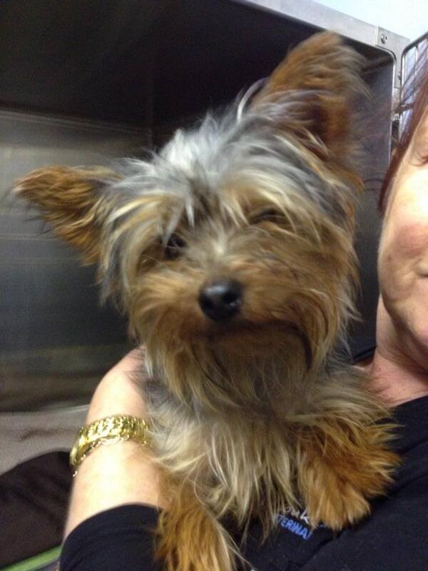 WhatsOnEastRen's tweet photo. This wee dog was handed into @RoukenGlenVets today, does anyone know who he might belong to? http://t.co/l2ZukGiAvE