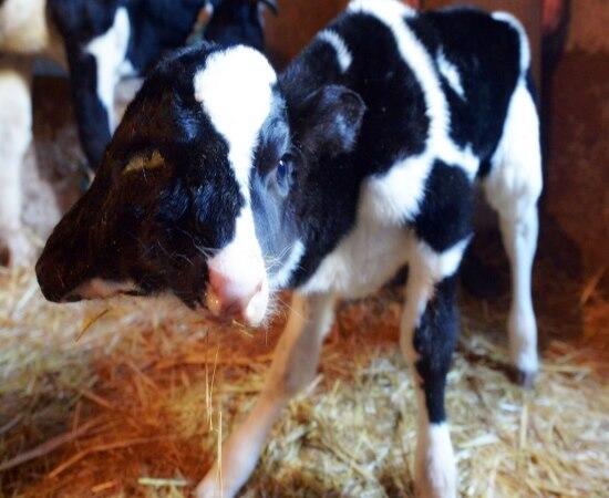 JornalCiencia's tweet photo. Bezerro com 2 cabeças completamente funcionais nasce em aldeia no Marrocos. http://t.co/XhY2iGH43C / http://t.co/b2GLFAceFA
