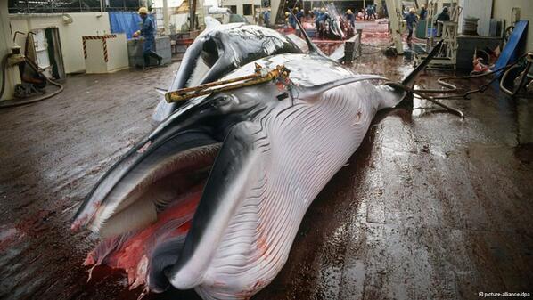 dw_espanol's tweet photo. [#EcoDW] Denuncian que #Japón cazó #ballenas en zona protegida http://t.co/j0hTbZC592 http://t.co/9rdWPUEXdg