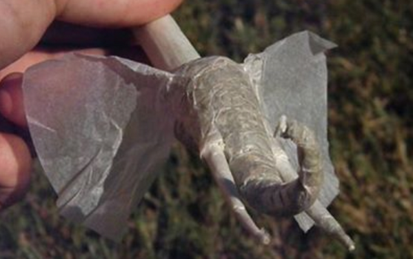 kushKastle's tweet image. "@BudPictures: Elephant joint anyone! http://t.co/WgG8tjtQve" this is dope