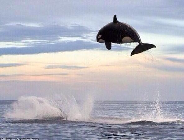 An 8 ton Orca jumping 15ft out of the water!