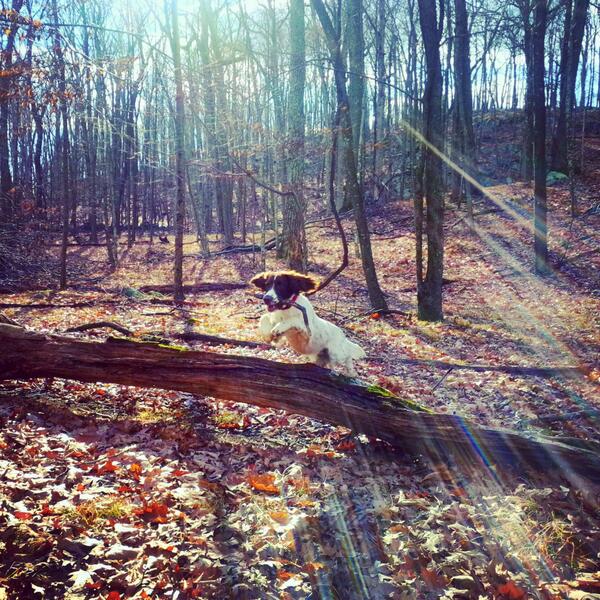 ESSPuppies's tweet photo. http://t.co/cHYenBGmwZ picture of the day. Buddy hiking at Ward Pound Ridge in New York. #SpringerSpaniel #puppy http://t.co/PU1pUUidrI