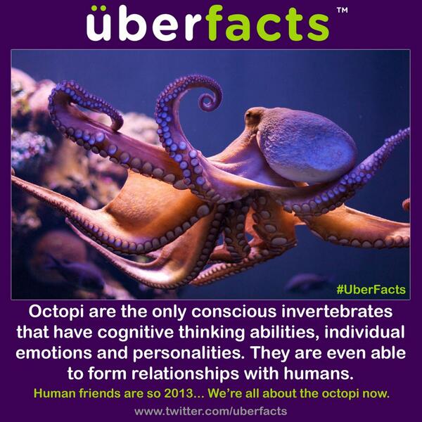 UberFacts's tweet photo. Octopi have emotions and can become friends with humans. http://t.co/3pMlFG69dc