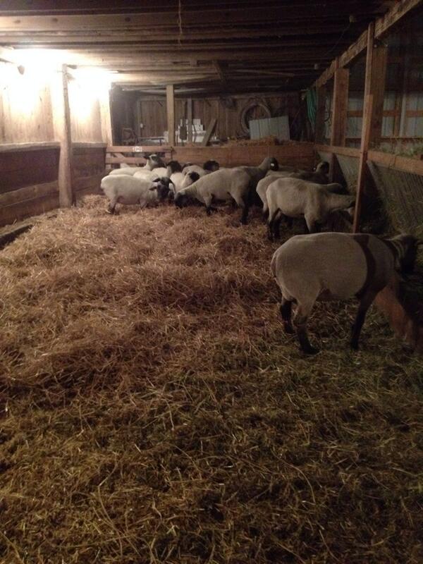 A little extra bedding for the ewes tonight. #agchat #livestockcare