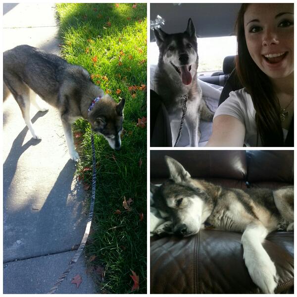 lexizerotwo's tweet photo. hardest thing I've ever had to watch.. he was the best dog, rip buddy :'( http://t.co/vbThIB2PTI