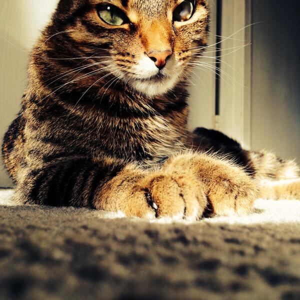 i_Run4Life's tweet image. “@HerWhiskyKisses: "@i_Run4Life: @HerWhiskyKisses http://t.co/1CKrZh4c80"

CONTESTANT #31 🐱” vote for me guys !!