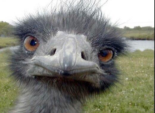 Animalizations's tweet image. Haterz be up in my face like