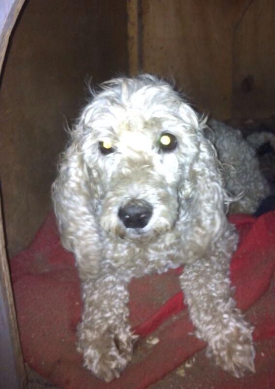 #PerritaEncontrada #Recoleta sin placa ni chip, con corte Peluqueria, cola larga, viejita c/cataratas bilateral RT