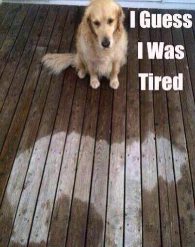 bdbeglin's tweet photo. @yerboybailey hello? Yes this is dog! http://t.co/3a94EYL8yt