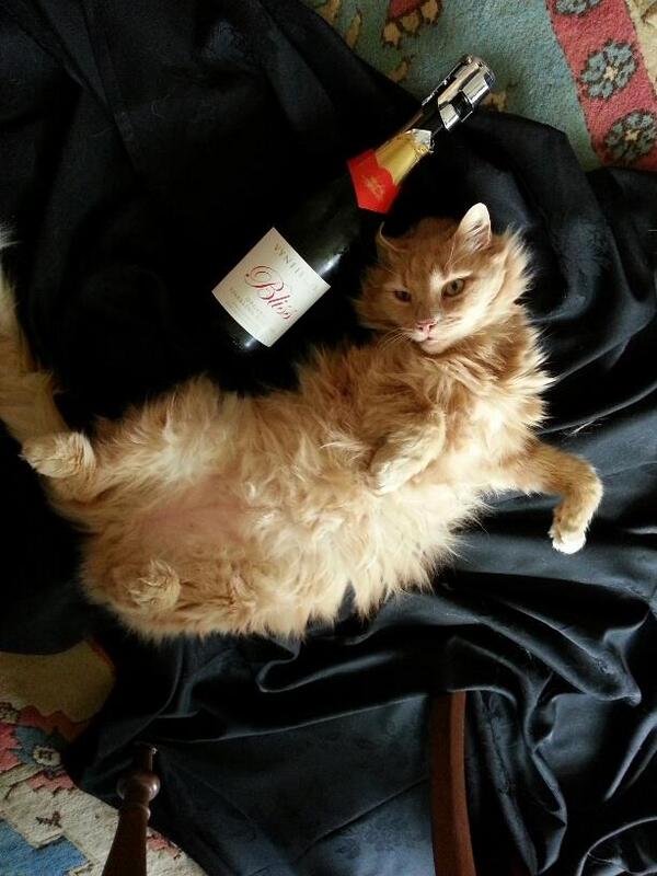 winenoter's tweet photo. Ah, this is the #nzwine life! It's 'Bliss' being the @Vynfields cat called 'Pinot' in Martinborough http://t.co/bIxSofhtNd