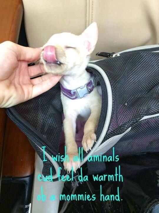 ZeketheCleftie's tweet photo. So true! #animalrescue #adoptlove #adoptabledog #puppy #chihuahua #pets #furbaby #animals #DogRescue #dog #doglover http://t.co/j7NTSYw3gn