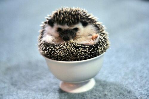 癒されハリネズミ画像 Harinezumi Pics Twitter