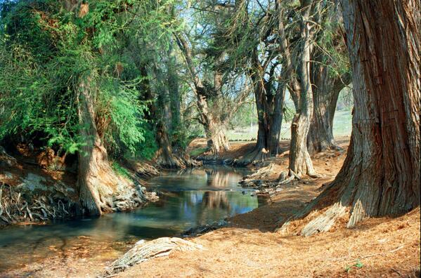 #CiudadMendoza Los Ahuehuetes, se estiman unos 660 árboles a lo largo del Rio Blanco.... <a href="/CiudadMendoza/">Ciudad Mendoza</a>
