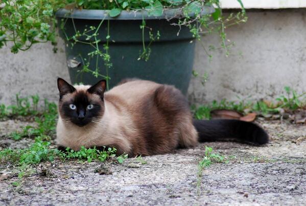 lillyg100's tweet image. Dis Twitter, mon #chat a disparu au Tour du Parc dans le #morbihan, tu veux bien faire tourner stp ? Il me manque. :(