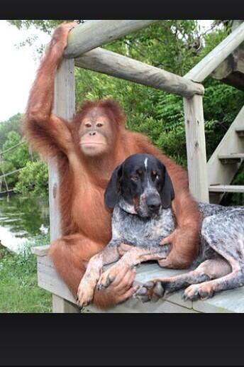 mrrllewis's tweet photo. I see you have got a new dog Dommers. #egwp @EJ02DOM @TheJimmyBarnes #memefree http://t.co/CE4iG5bE5A