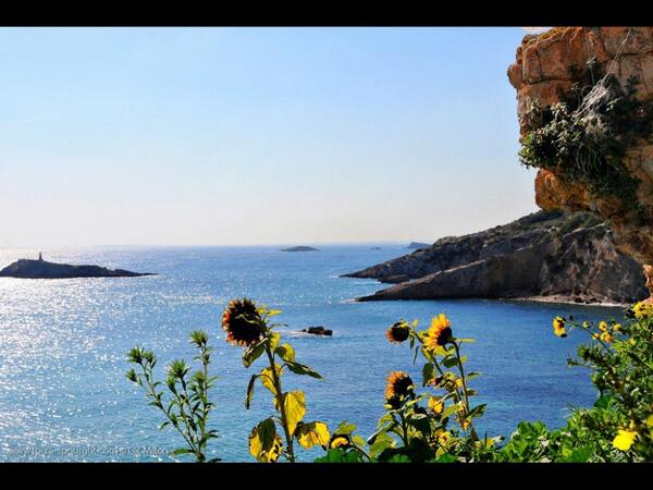 IBZLOVERESPECT's tweet photo. Flower power 🌻🌻🌻 http://t.co/M90WT5Qc7K