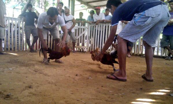 EddBal's tweet photo. Cock UFC http://t.co/P47EbtRTc7