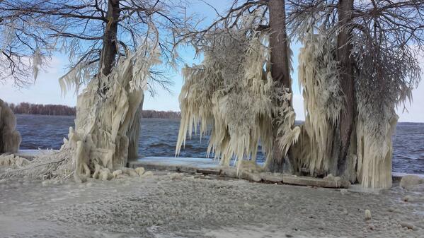 weatherchannel's tweet image. RT @MarnieLevy: Frozen Trees weighted down in Reelfoot Lake, TN via Kim Dalton.