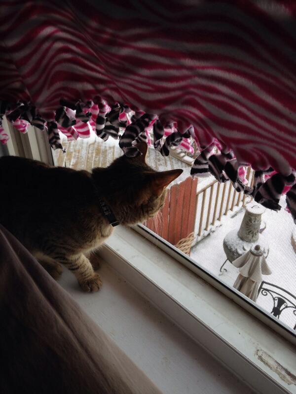 pay_mae's tweet image. My cat loves the -8 weather as much as my sister. #windowopen #allnight