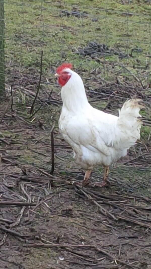 Fully mature cockerel now available year round