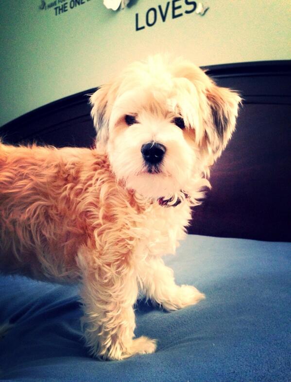 💜Daisy my sweet little snuggle pup.  #morkie #likearealteddybear #loveher 💜