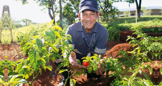 Horta na rodoviária de Brasília transforma #alimentação dos funcionários: abr.ai/1fb3Dxw