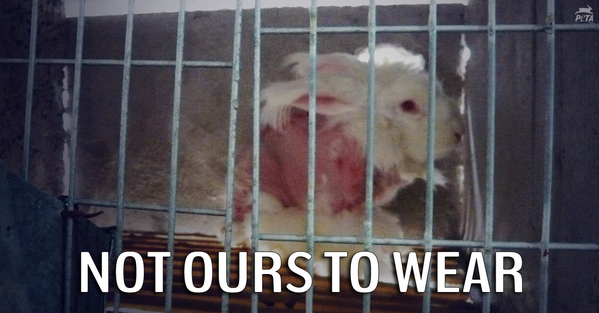 Pls RT! 
Here's what to do if you spot angora on sale: petauk.org/b172