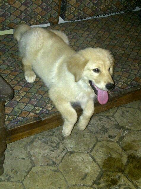 AnimalsSpa tweet picture