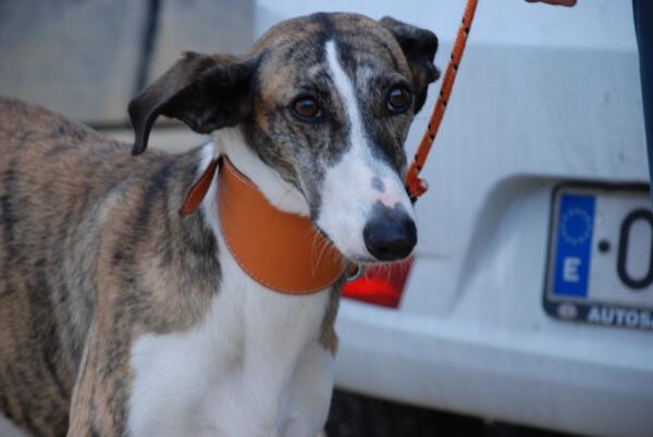 Aparmantes's tweet photo. galguita en adopcion. Es joven y muy buena. 671 341 402 o aparmantes@yahoo.es http://t.co/cUCuRHjmbm
