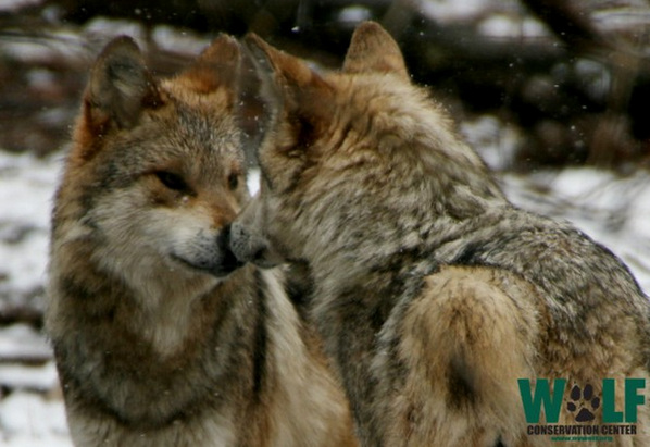 Adelheid16's tweet image. #LearnAboutWolves #WolfBehavior  TY @nywolforg . Catty #Wolves :) nywolf.org/home?p=9152  @WayneAyres @Shimaganish