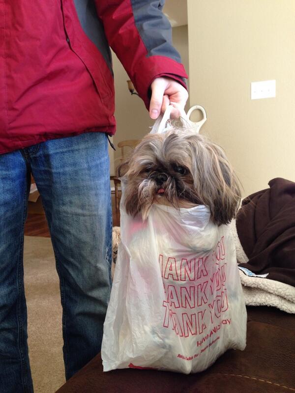 karimiller442's tweet photo. Went shopping today. #doggybag http://t.co/3BGXuDuRVd