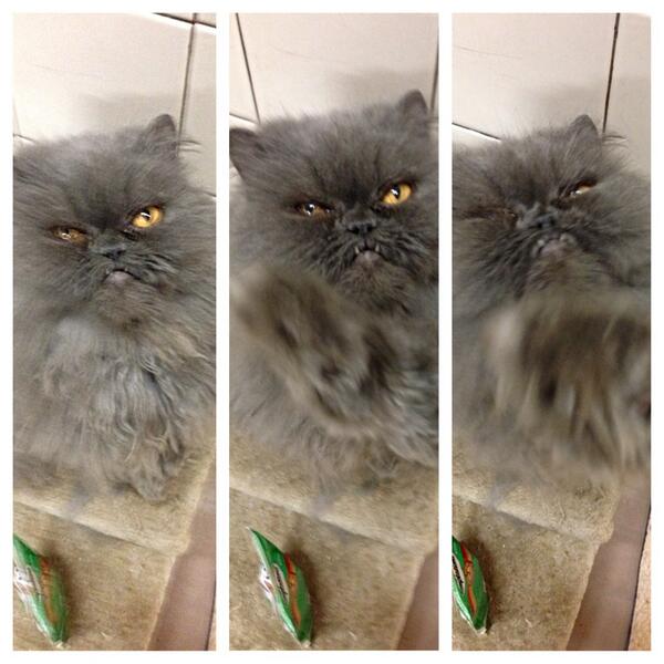 A face only a mother could love. Will you be his mother.