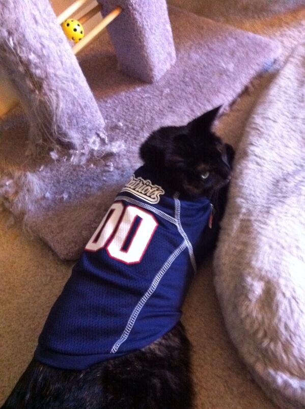 talineL's tweet photo. Since it is national dress up your pet day! #PatsPets http://t.co/QlAgopvdsz