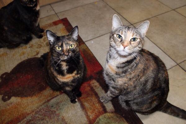 listlessteen's tweet photo. “@illhueminati: Use this tweet to show everyone your pets!” http://t.co/FES0MtaH9o