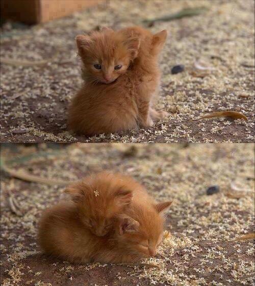 Precious