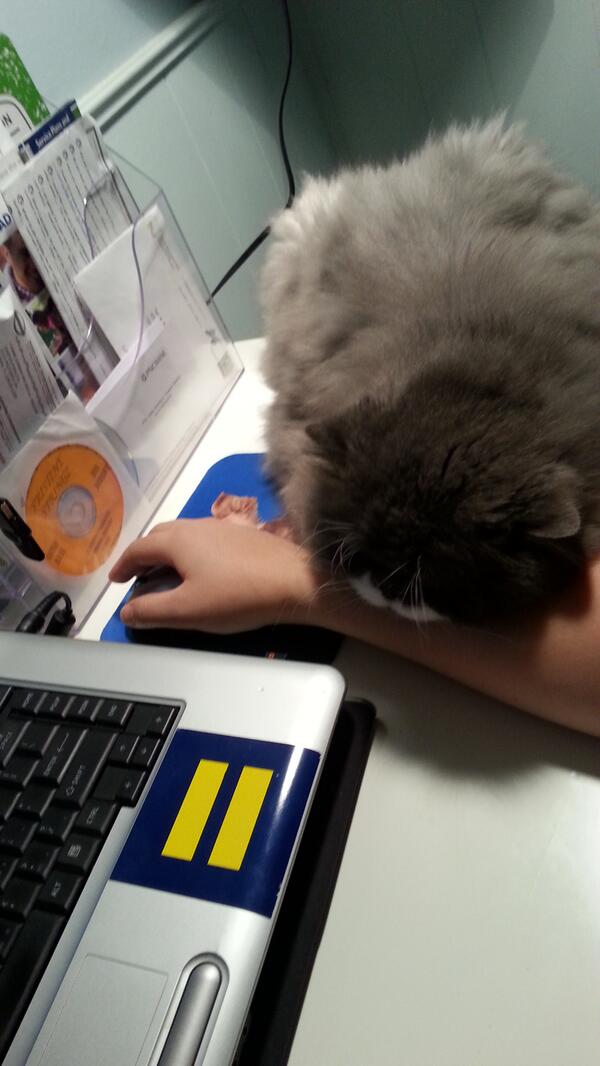 WayHaughtElf's tweet image. Someone is feeling very cuddly today. #catproblem #onehandtyping