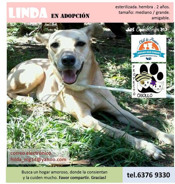 ithavee's tweet photo. En adopción, agradezco compartir! http://t.co/GOUWHHfNo6