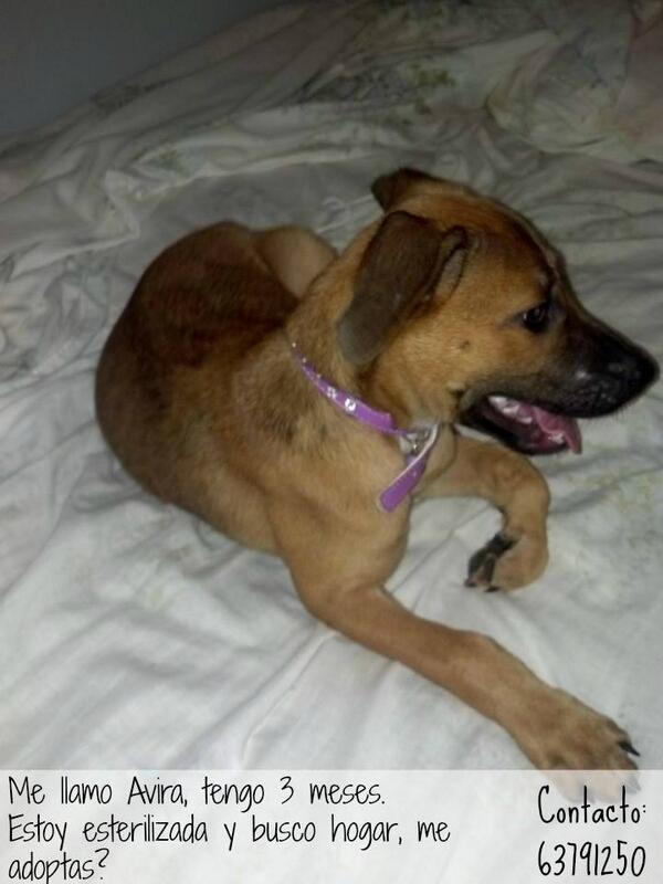 ithavee's tweet photo. En adopción, agradezco rt :D http://t.co/vZpEMpzPnx