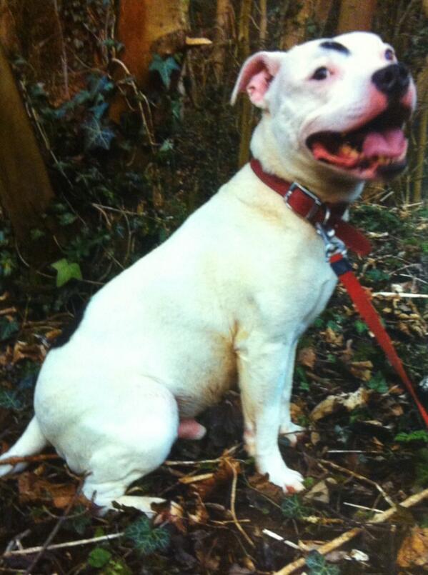 I'm still at large. £1000 reward. Please help me find my way home! (Pretty please :))