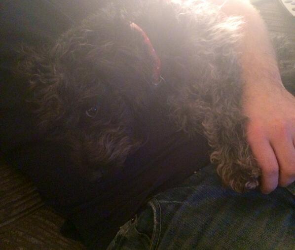 petsaccepted's tweet image. &quot;But I don&apos;t want to go to bed...your warm!&quot; We love a jack-a-poo here at #petsaccepted